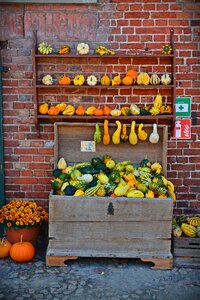 Decoration benefit from pumpkin yard cordes photo