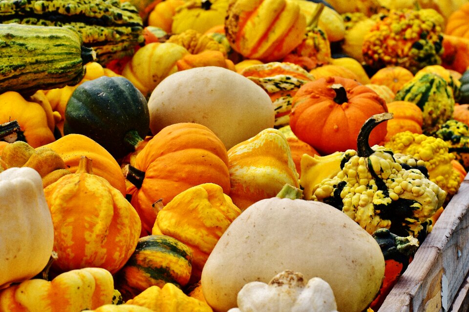 Harvest decorative squashes decoration