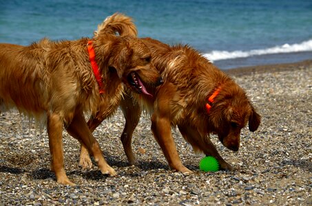 Play summer pet