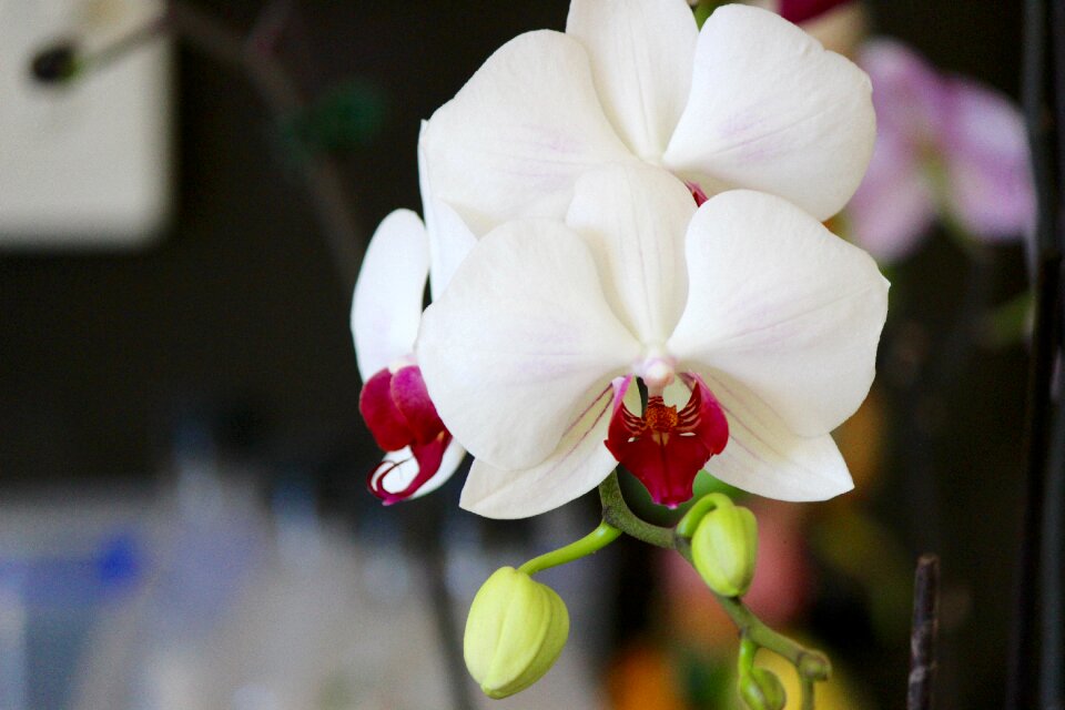 Nature white pink