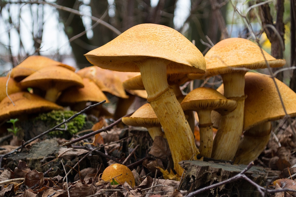 Autumn forest nature