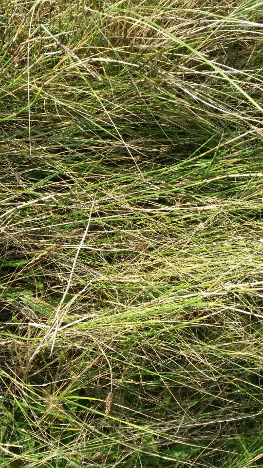 Dune grass sea plant