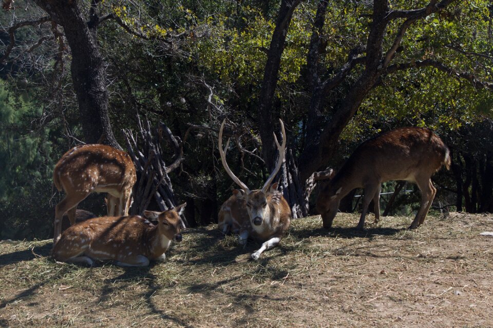 Animals zoo nature