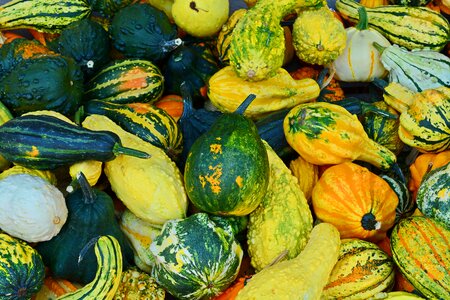 Decoration benefit from pumpkin yard cordes