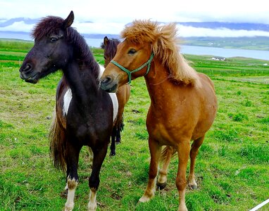 Pony farm animal photo