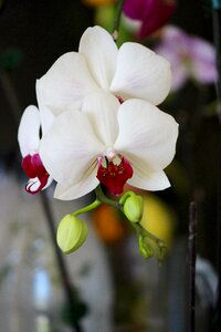 Nature white pink
