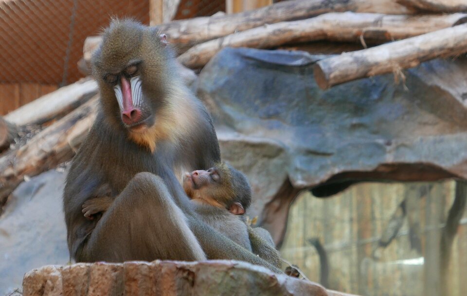 Monkey primates animal