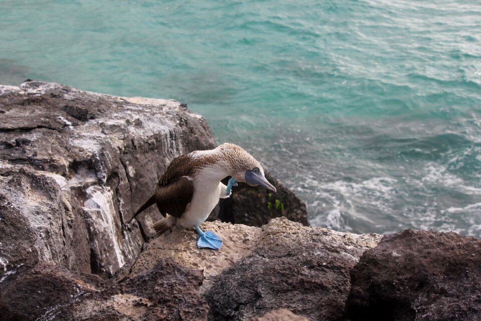 Blue feet bird galapagos