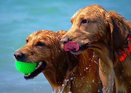 Play summer pet