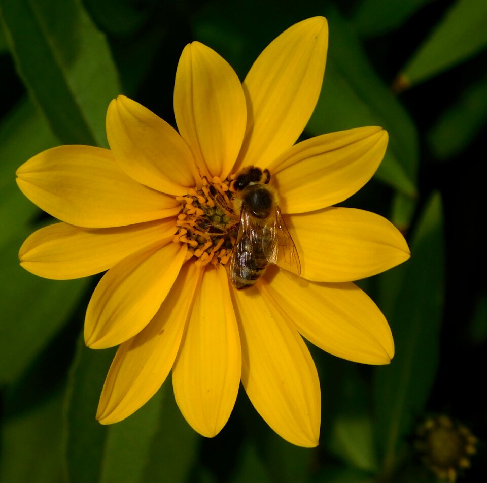 Honey bee pollination blossom