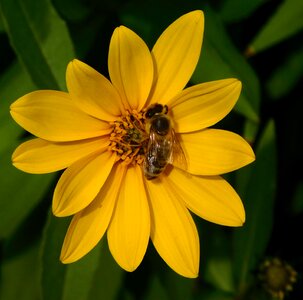 Honey bee pollination blossom photo