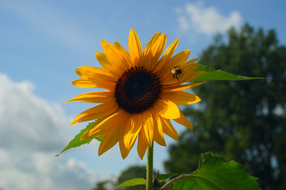 Sunflower late summer plant