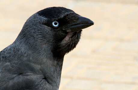 Bird ornithology black
