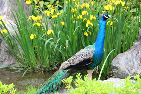 Peacock bird feather