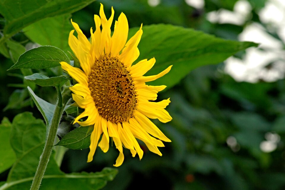 Foliage flowers petals