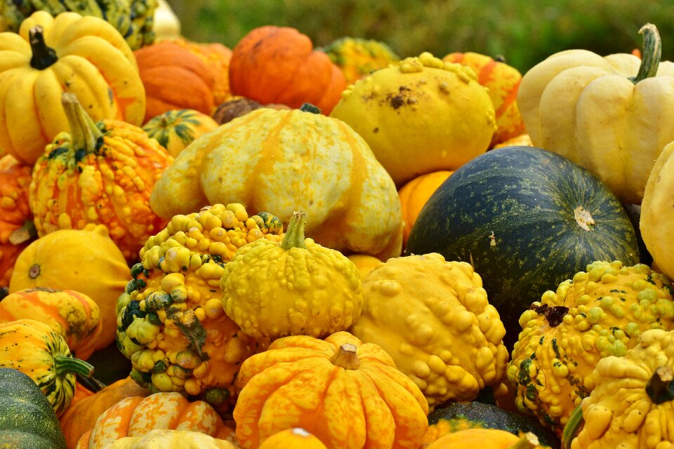 Harvest decorative squashes decoration