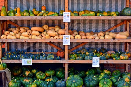 Decoration benefit from pumpkin yard cordes
