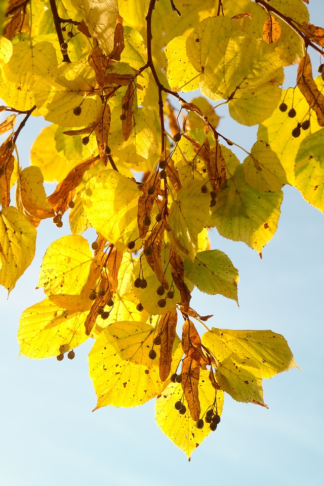 Tree autumn fall color