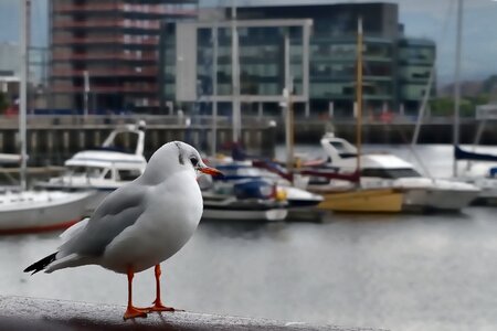 Seagull haven port of belfast