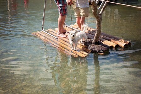 Wood raft dog nature
