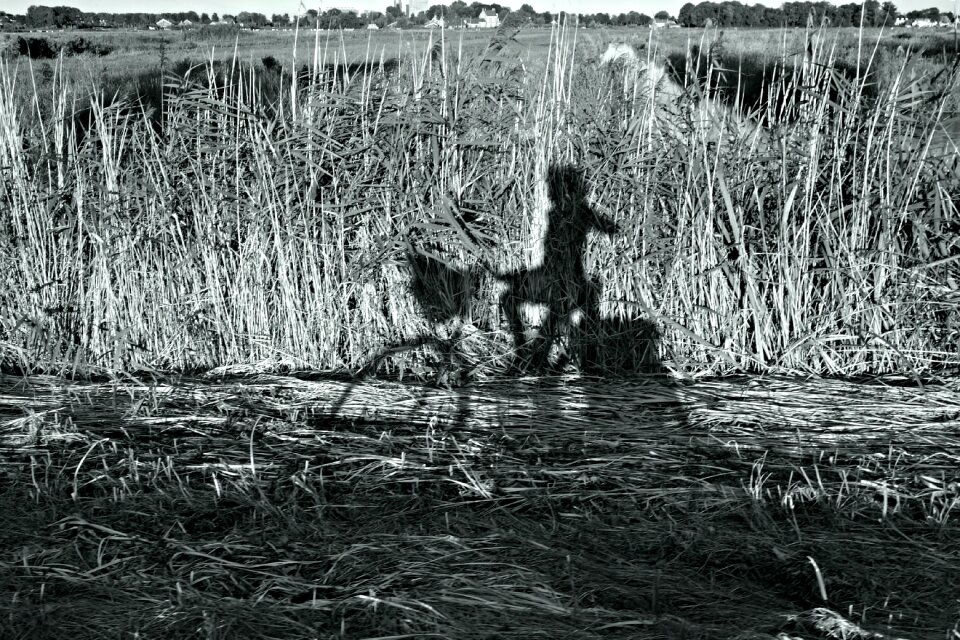 Biking reeds skyline