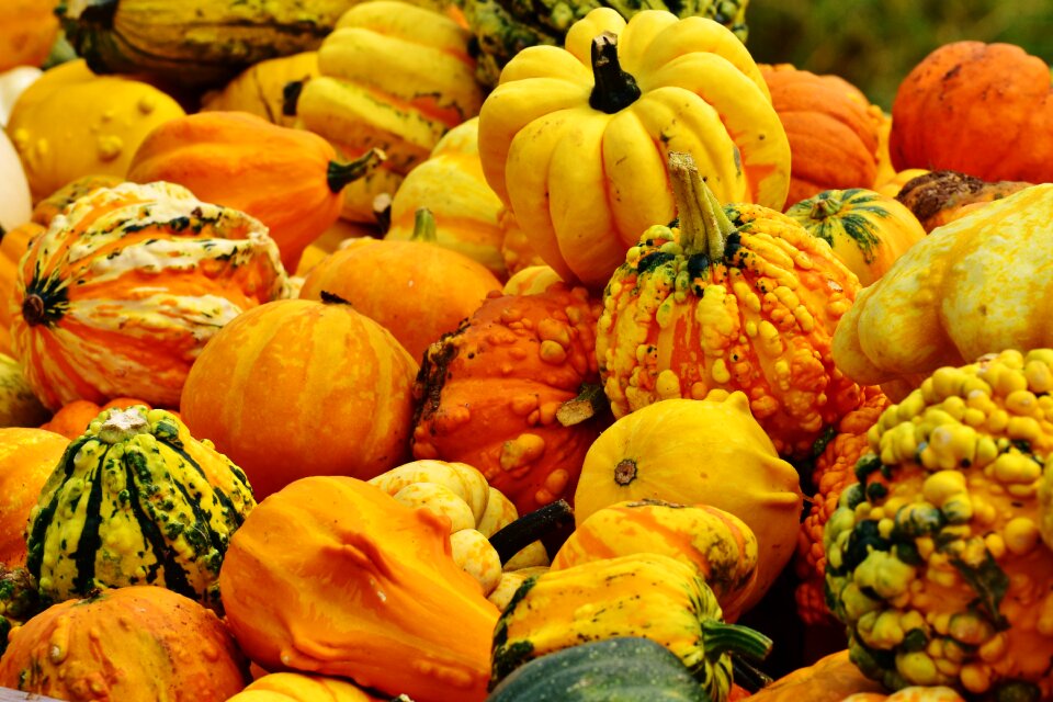 Harvest decorative squashes decoration