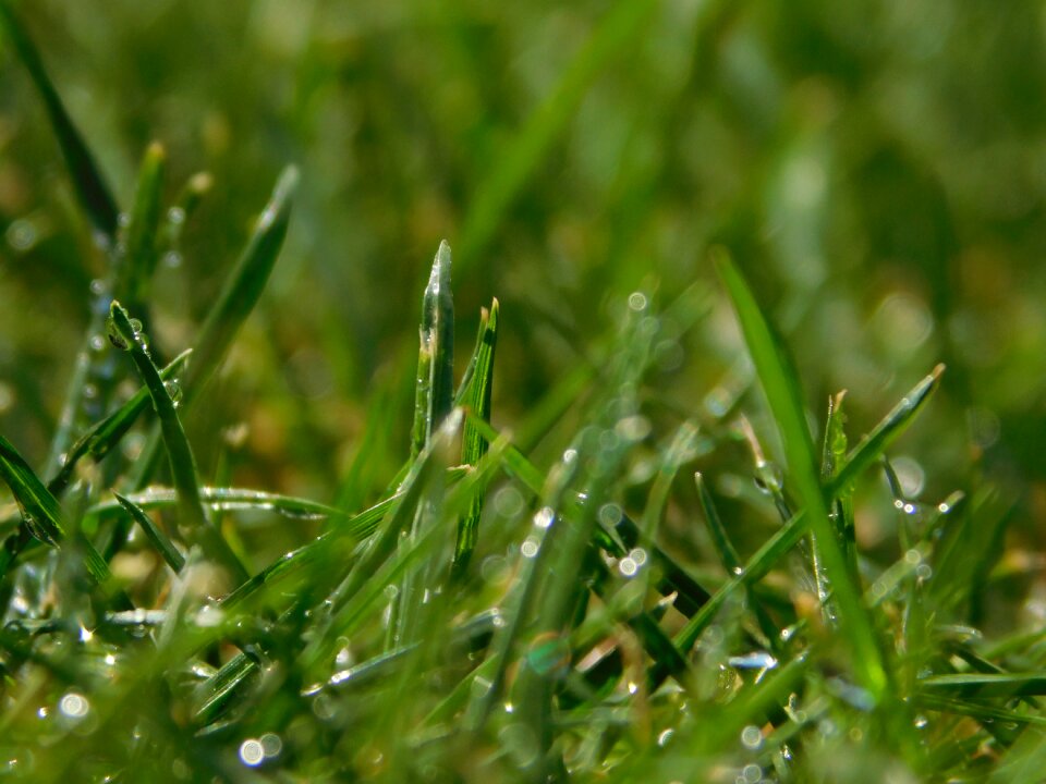 Drop of water close up green grass