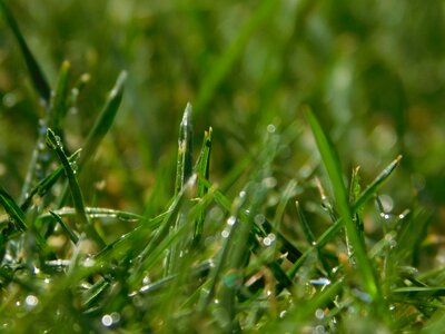 Drop of water close up green grass photo