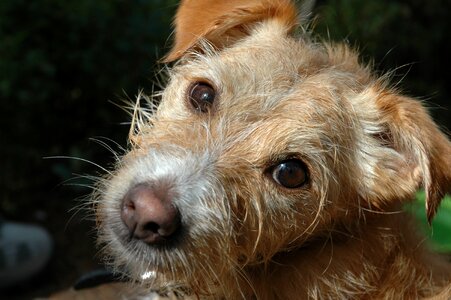 Terrier snout dog look photo