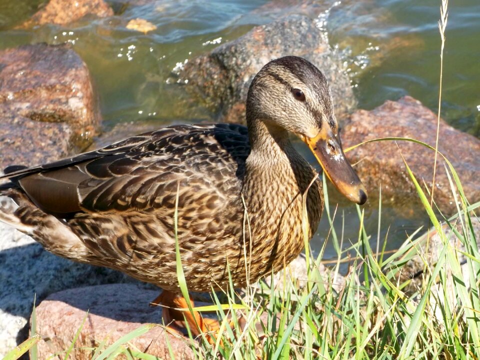 Animal water bird