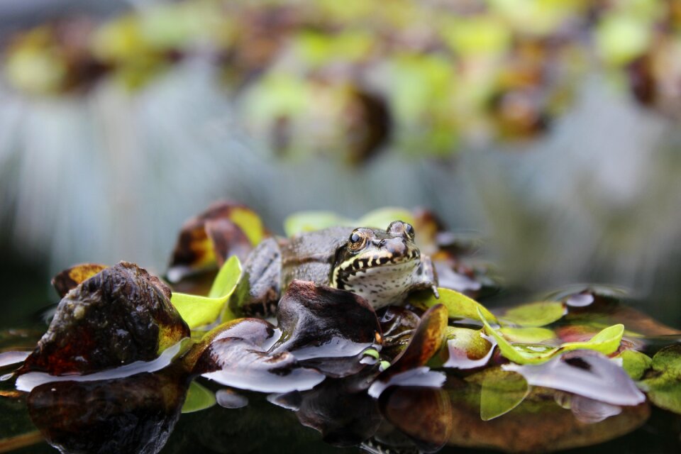 Amphibian animal pond