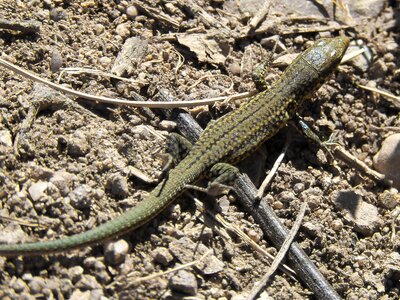 Detail sargantana reptile