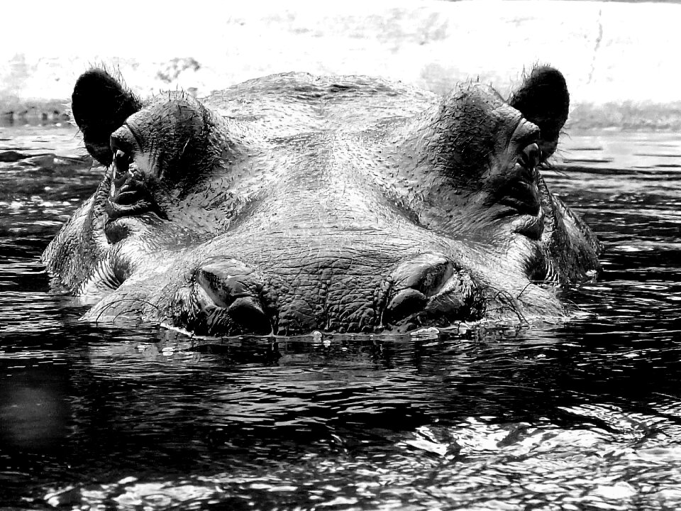 Mammal large massive