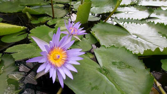 Water flower purple water lily flora photo