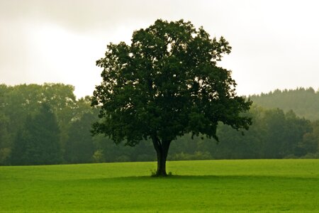 Meadow sky green photo