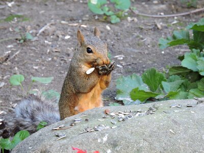 Wildlife nature