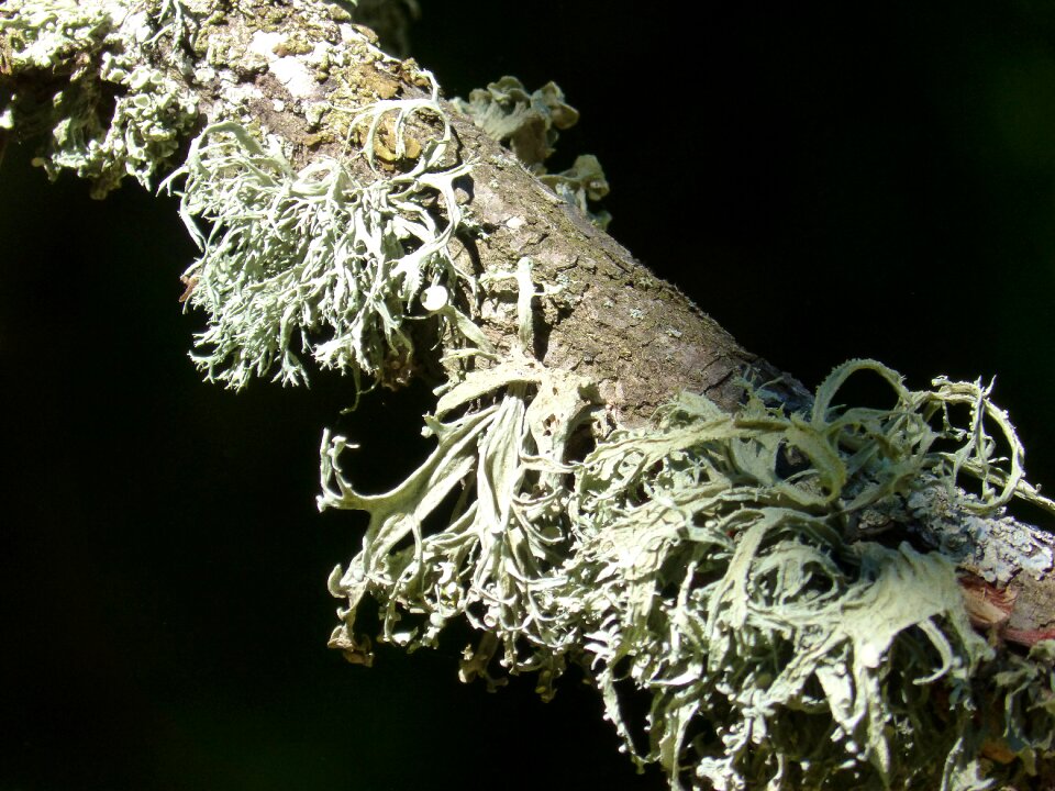 Forest moss lichens