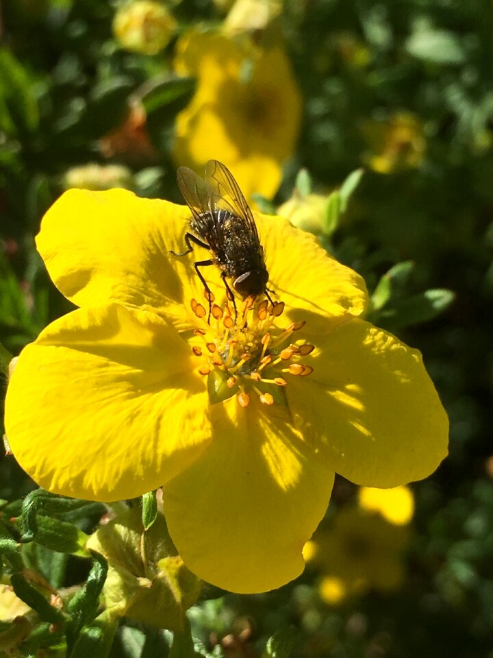 Shrub yellow plant