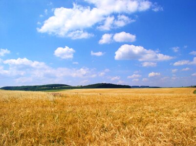 Field grain sky photo