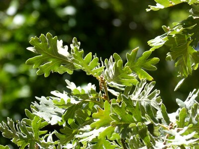 Backlight oak leaves forest