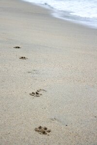 Footprint dogpaw