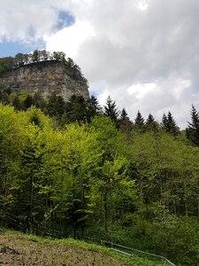 Nature hiking forest