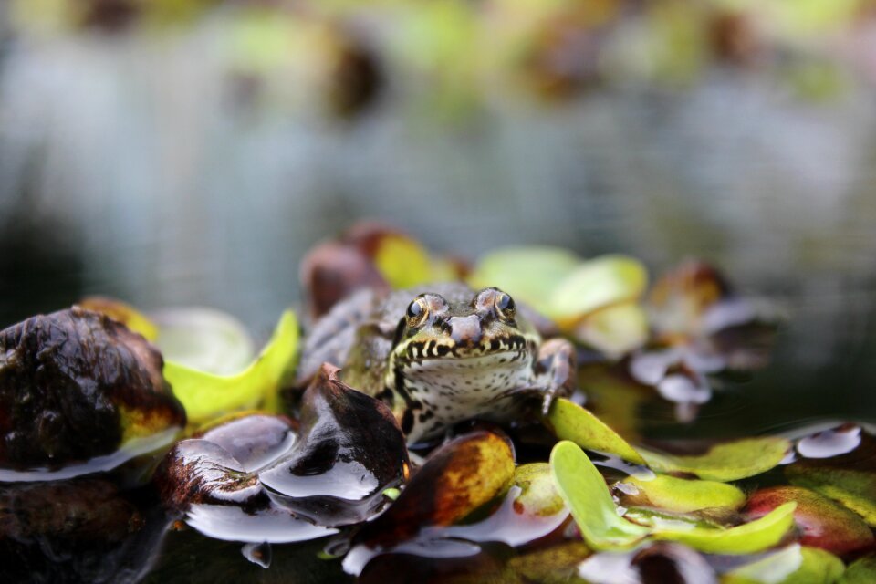 Amphibian animal pond