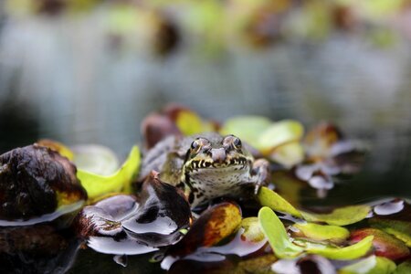 Amphibian animal pond photo