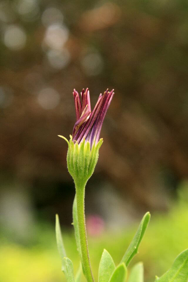 Purple green bud