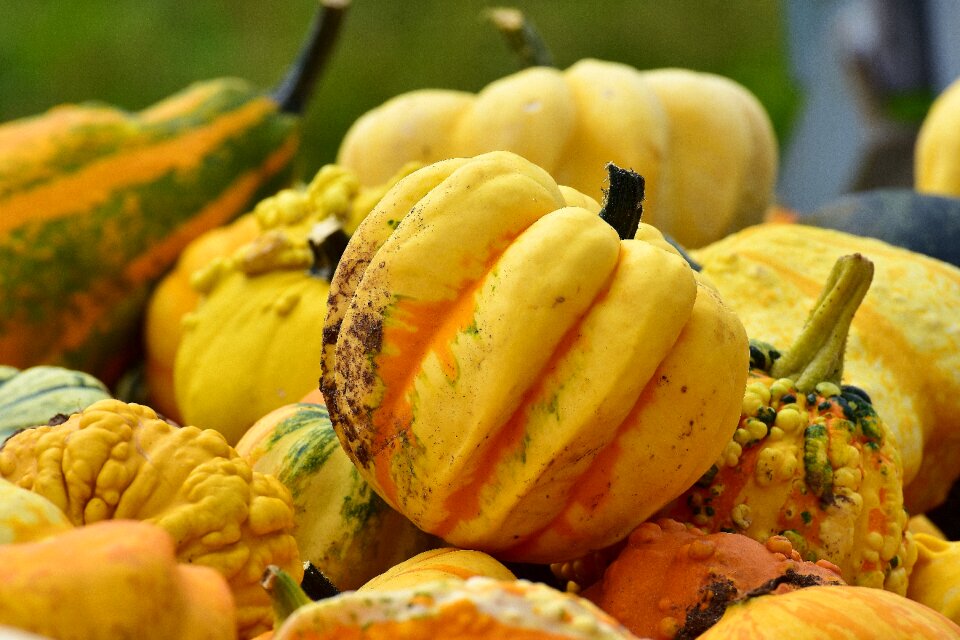Harvest decorative squashes decoration
