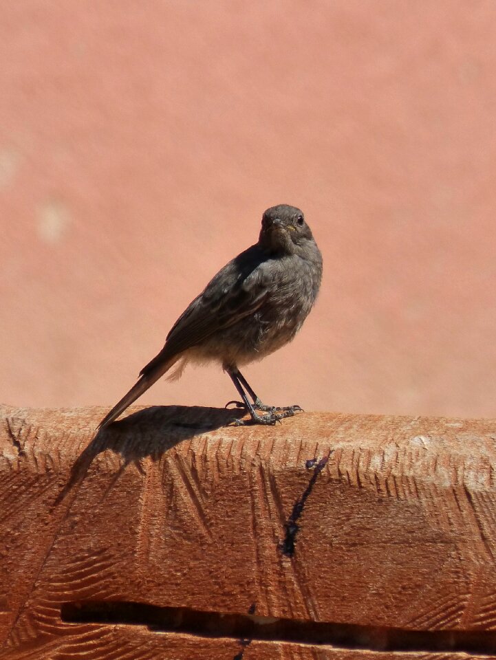 Black redstart smoked bird photo