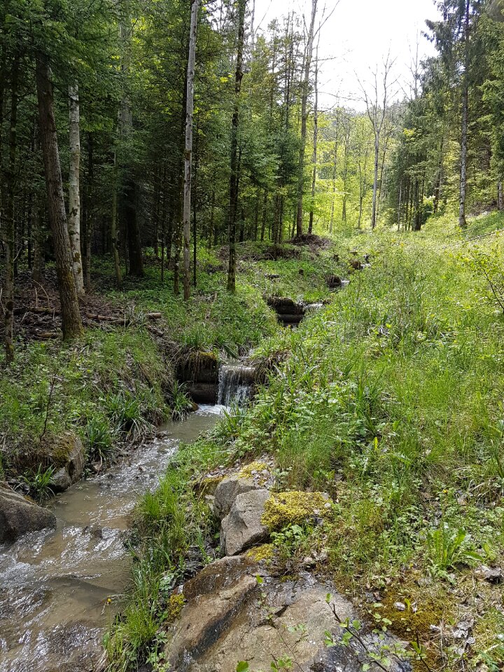 Nature hiking forest