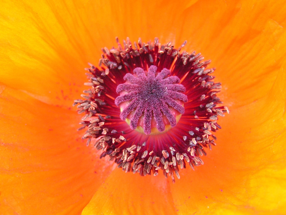 Pollen flower nature