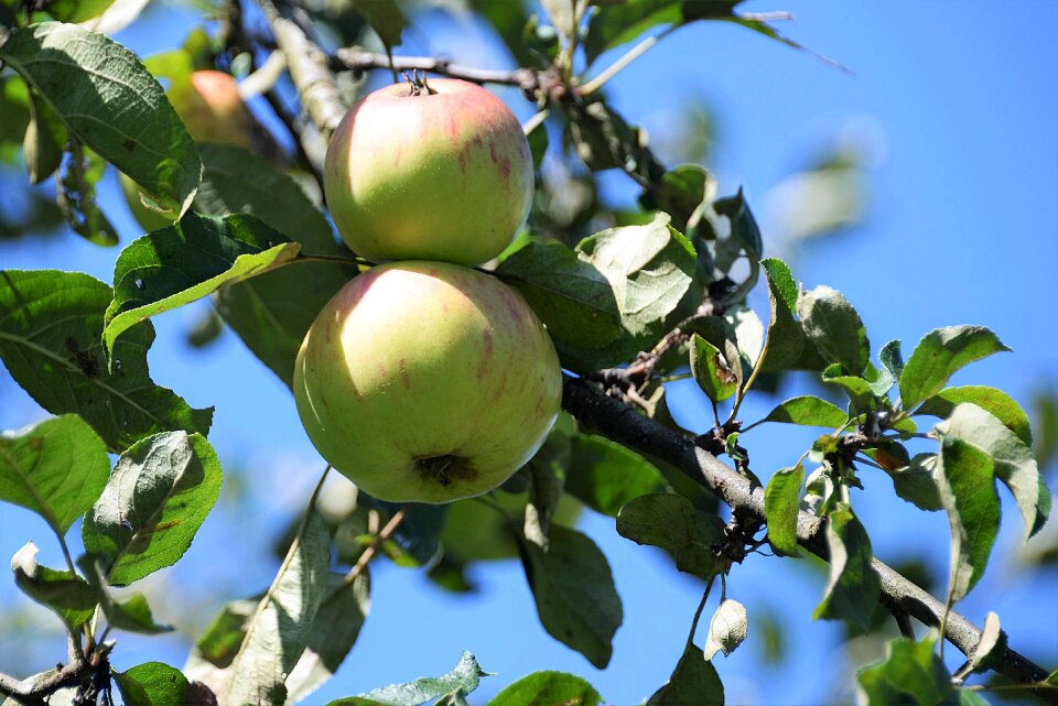 Leaves fruits vitamins